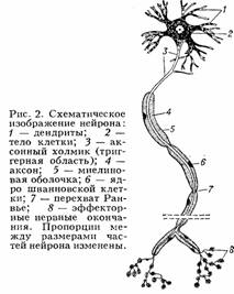 Контрольная: Концепция материальности сознания Контрольная: Концепция материальности сознания